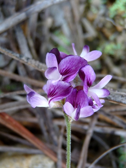 {Lespedeza procumbens}